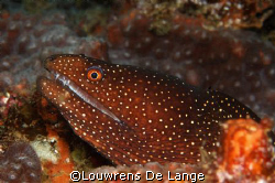 Guineafowl moray (Gymnothorax meleagris) by Louwrens De Lange 